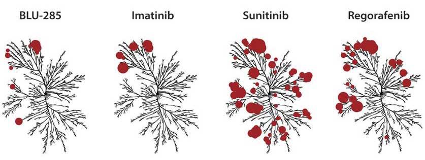Kinome trees with circles representing potency of binding for four targeted TKIs.